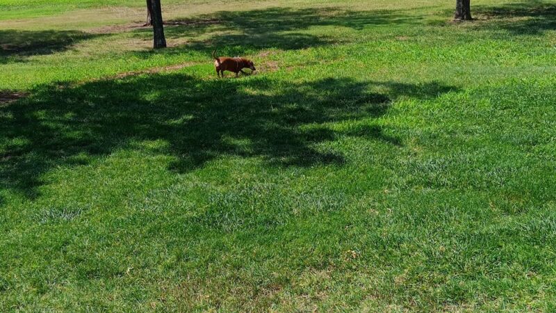 John Stiff Memorial Dog Park - Amarillo, TX