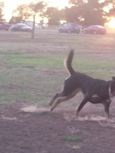 John Stiff Memorial Dog Park - Amarillo, TX