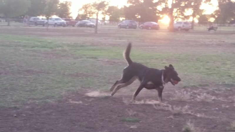 John Stiff Memorial Dog Park - Amarillo, TX
