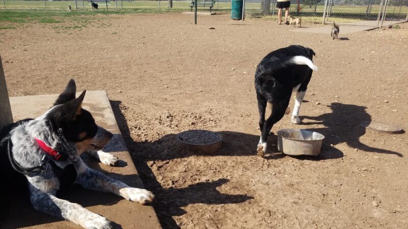 John Stiff Memorial Dog Park - Amarillo, TX