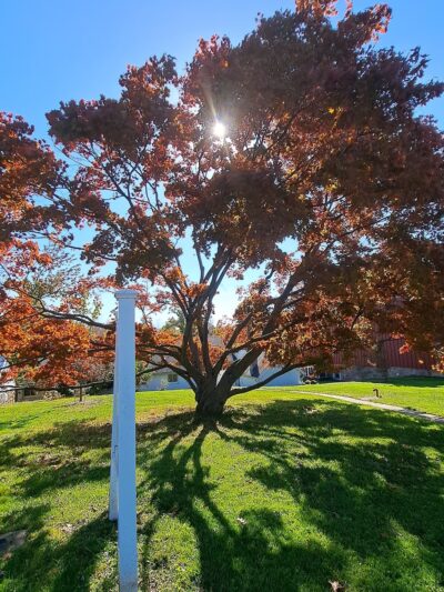 Ambler Arboretum of Temple University - Ambler, PA