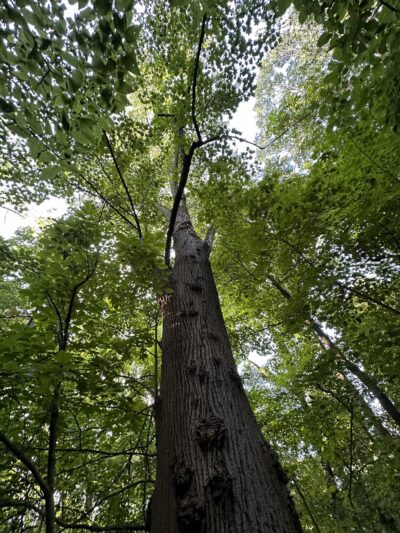 Ambler Borough Park - Ambler, PA