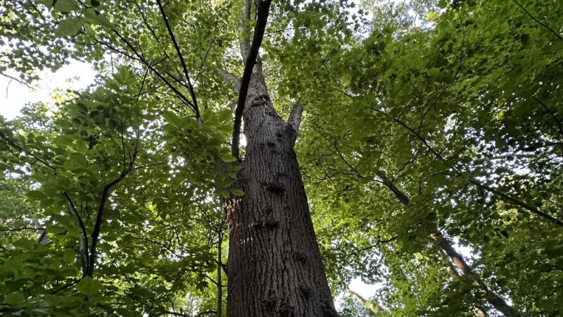 Ambler Borough Park - Ambler, PA