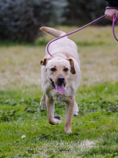 Diamonds in the Woof - Ambler, PA