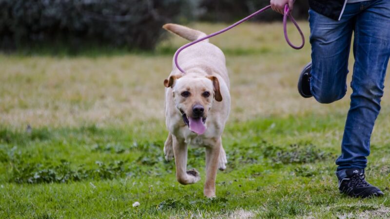 Diamonds in the Woof - Ambler, PA