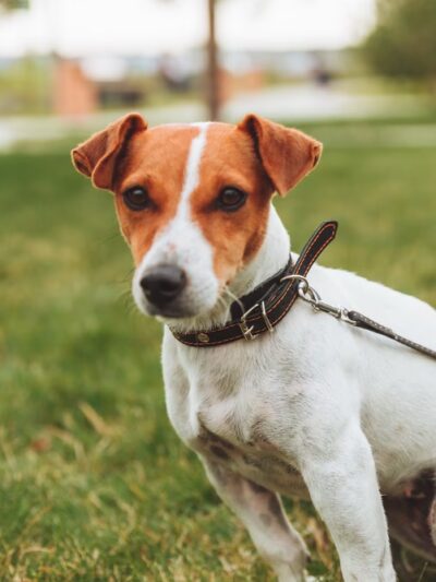 Diamonds in the Woof - Ambler, PA