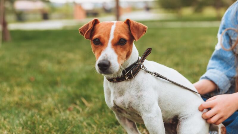 Diamonds in the Woof - Ambler, PA