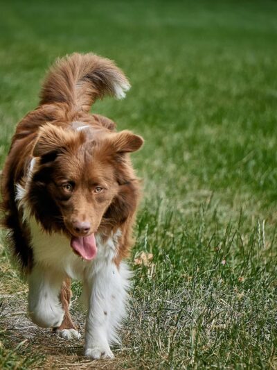 Diamonds in the Woof - Ambler, PA