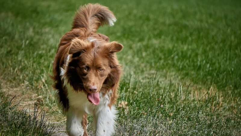 Diamonds in the Woof - Ambler, PA