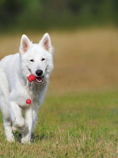 Diamonds in the Woof - Ambler, PA