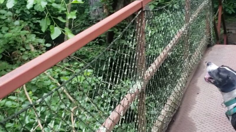 Four Mills Nature Reserve - Ambler, PA