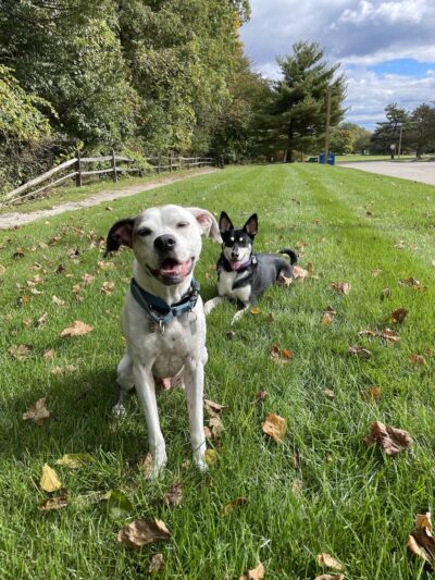 Furever Yours Rescue - Ambler, PA