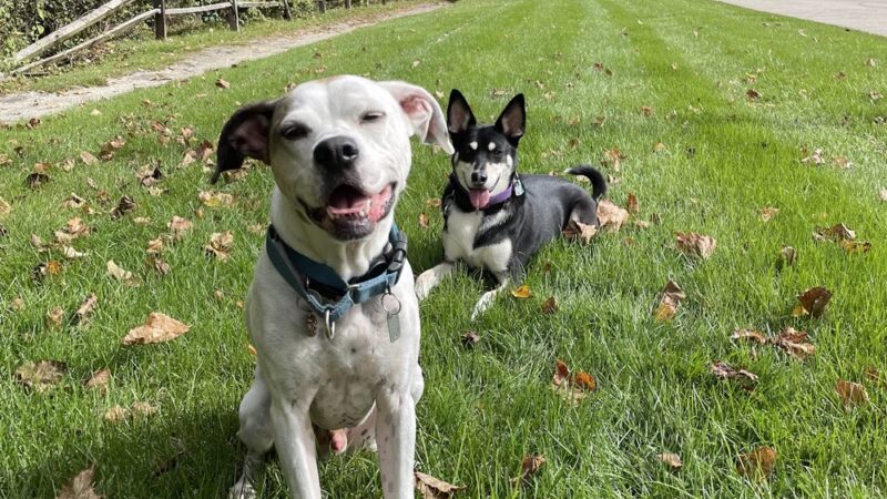 Furever Yours Rescue - Ambler, PA