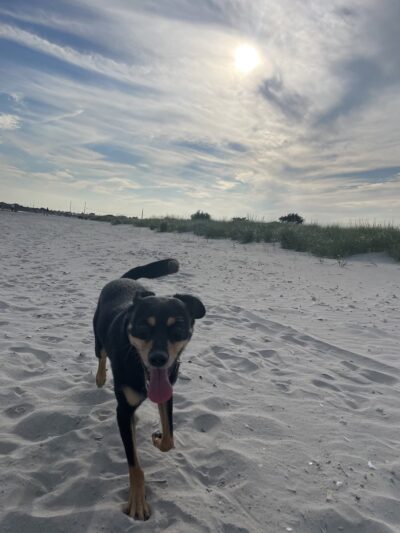 Furever Yours Rescue - Ambler, PA