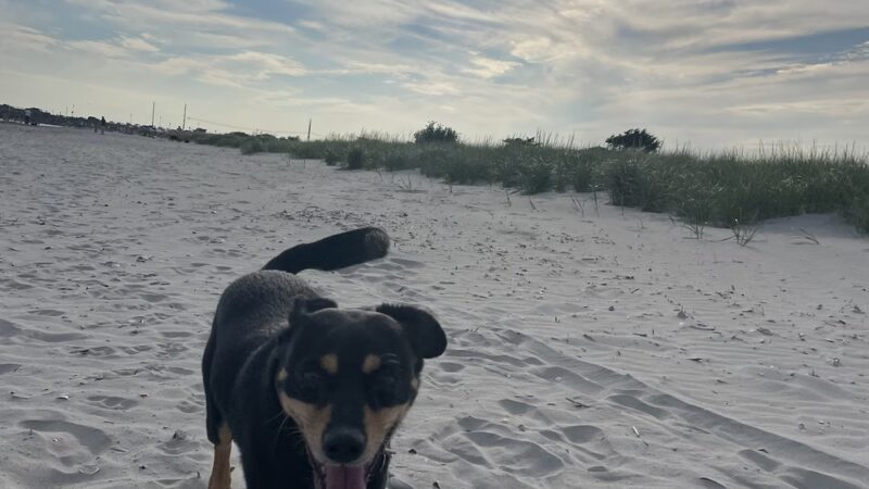 Furever Yours Rescue - Ambler, PA