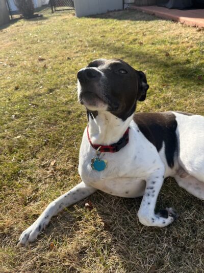 Furever Yours Rescue - Ambler, PA