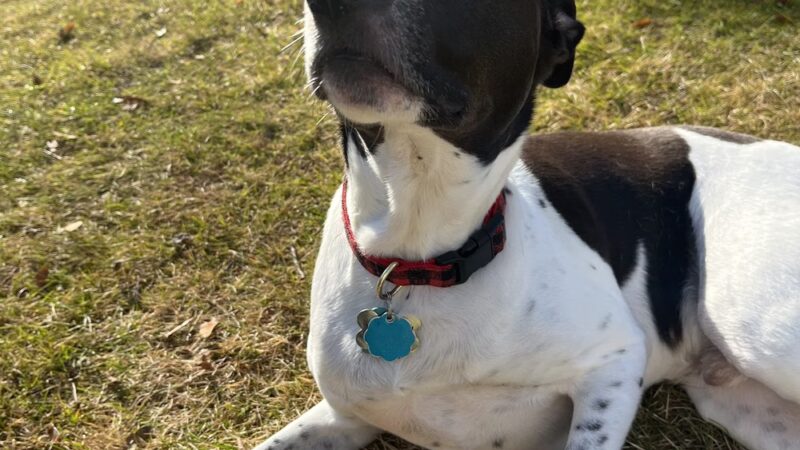 Furever Yours Rescue - Ambler, PA