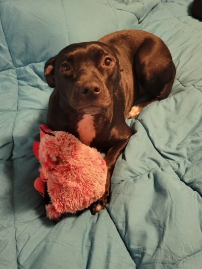 Furever Yours Rescue - Ambler, PA