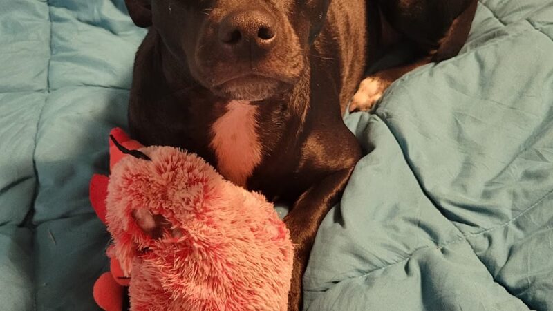 Furever Yours Rescue - Ambler, PA