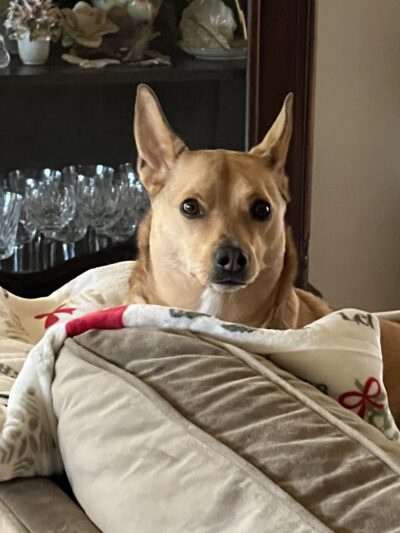 Furever Yours Rescue - Ambler, PA