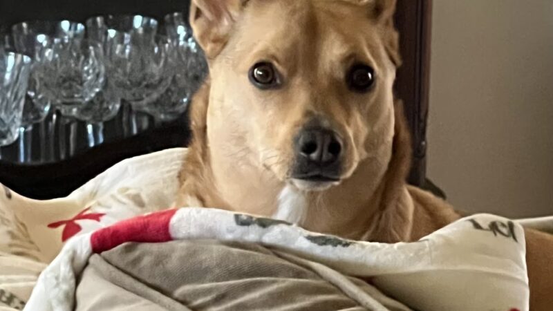 Furever Yours Rescue - Ambler, PA