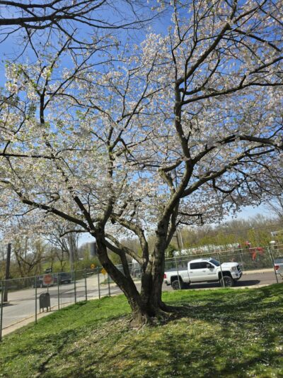 Knight Park - Ambler, PA