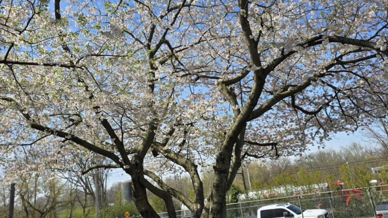 Knight Park - Ambler, PA
