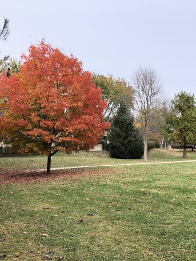Ricciardi Park - Ambler, PA