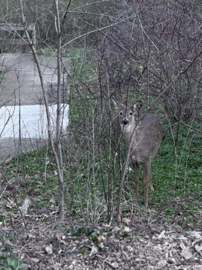 Ricciardi Park - Ambler, PA