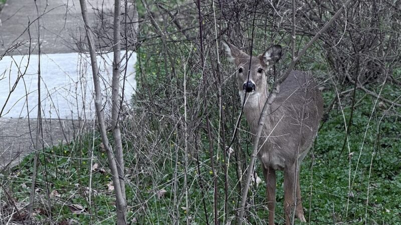 Ricciardi Park - Ambler, PA