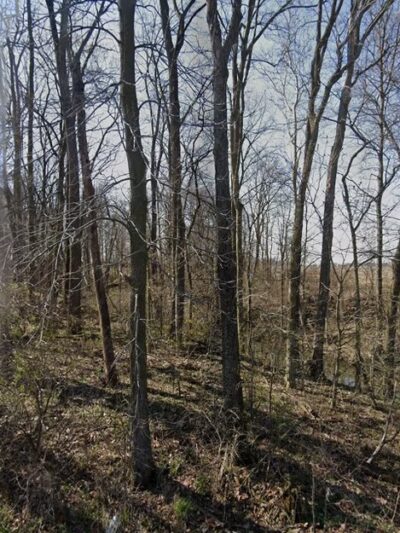 Dog Wood - Amboy, IN