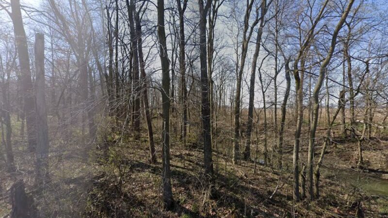 Dog Wood - Amboy, IN