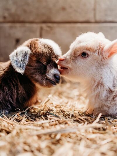 Heavenly Creatures Petting Zoo - Amelia Court House, VA