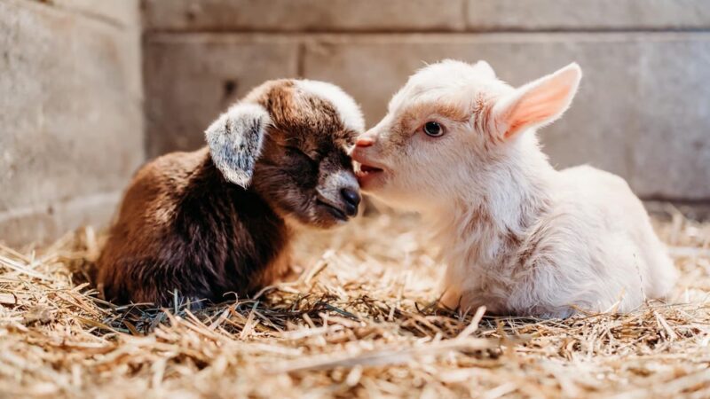 Heavenly Creatures Petting Zoo - Amelia Court House, VA