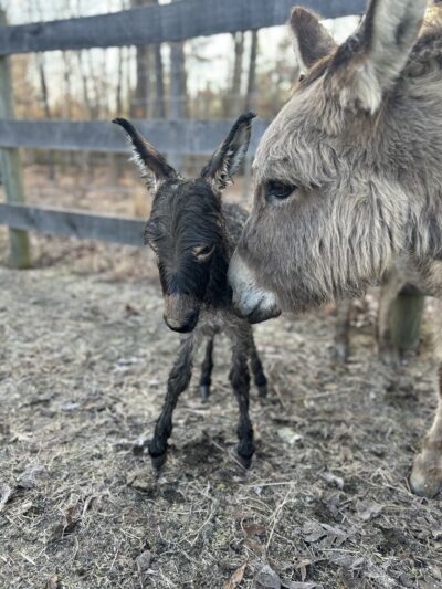 Heavenly Creatures Petting Zoo - Amelia Court House, VA