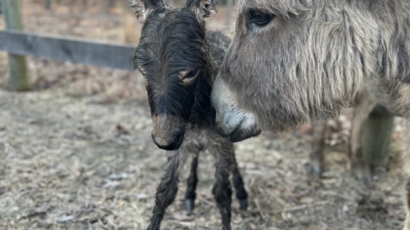 Heavenly Creatures Petting Zoo - Amelia Court House, VA