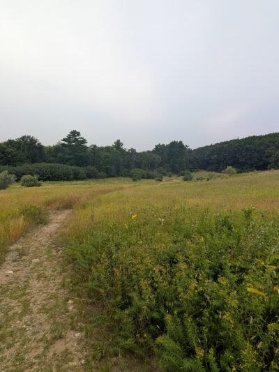 Amesbury Town Forest - Amesbury, MA