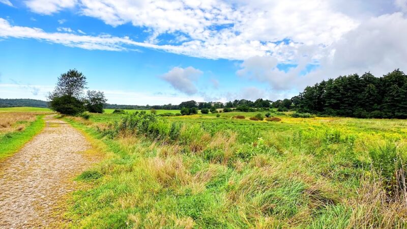 Amesbury Town Forest - Amesbury, MA