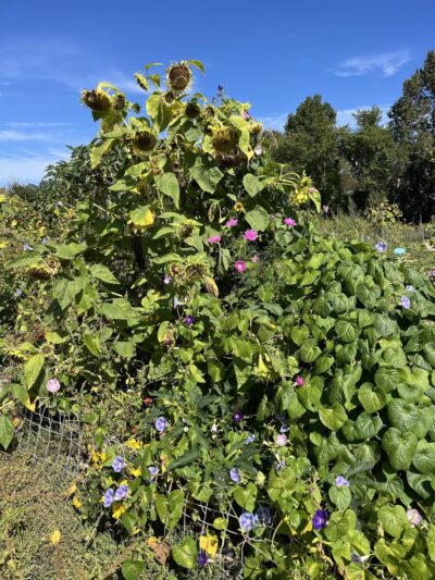 Battis Farm - Amesbury, MA