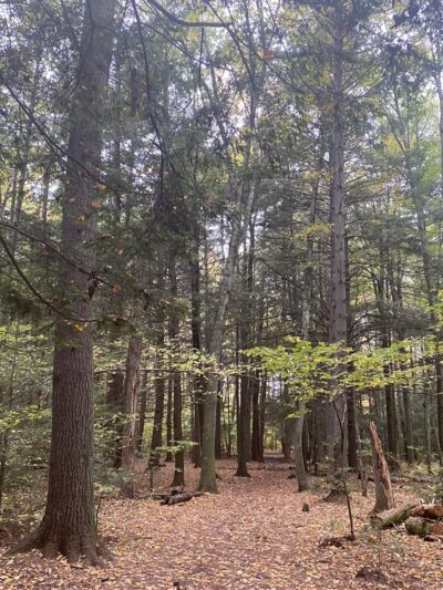 Amethyst Brook Conservation Area - Amherst, MA