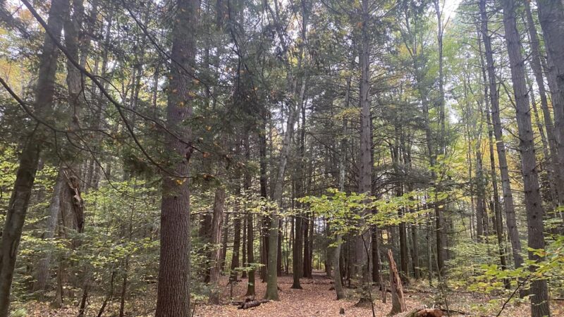 Amethyst Brook Conservation Area - Amherst, MA