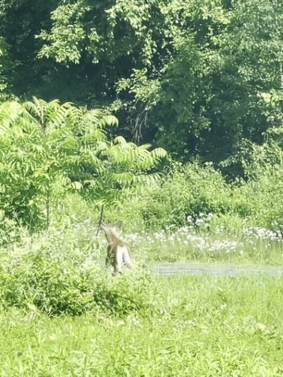 Sweet Alice Conservation Area - Amherst, MA