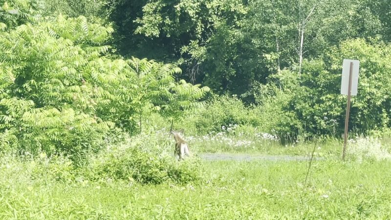 Sweet Alice Conservation Area - Amherst, MA