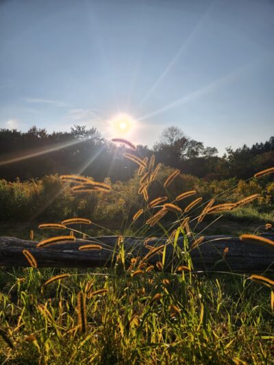 Sweet Alice Conservation Area - Amherst, MA