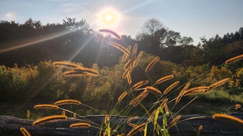 Sweet Alice Conservation Area - Amherst, MA