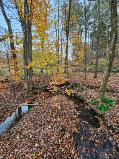 Sweet Alice Conservation Area - Amherst, MA