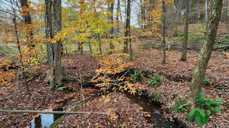 Sweet Alice Conservation Area - Amherst, MA