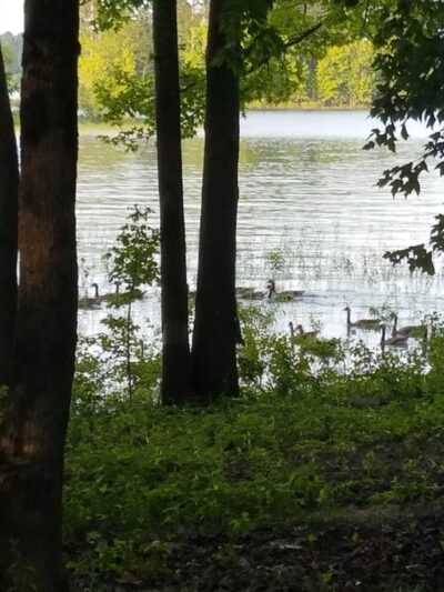 Alpine Ridge Recreation Area - Amity, AR