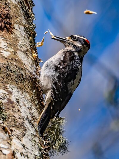 Dog Woods of Guemes - Anacortes, WA