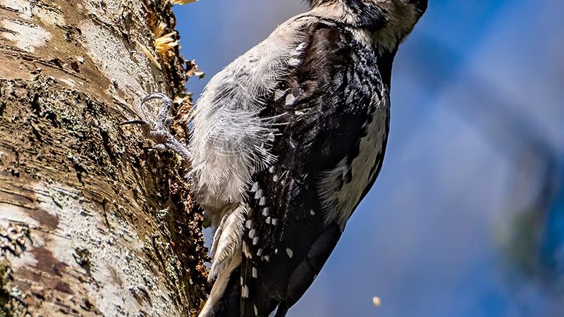 Dog Woods of Guemes - Anacortes, WA